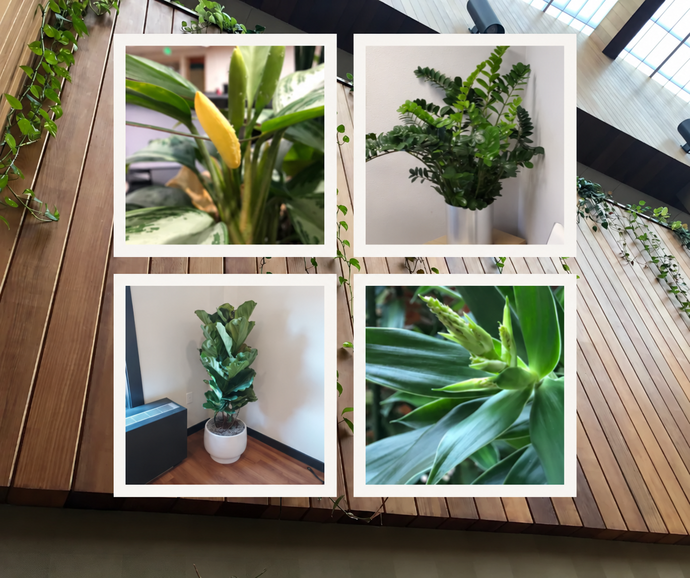 Unbranded social graphic featuring four plant photographs against a wood and greenery background